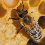 꿀벌에 쏘였을떄