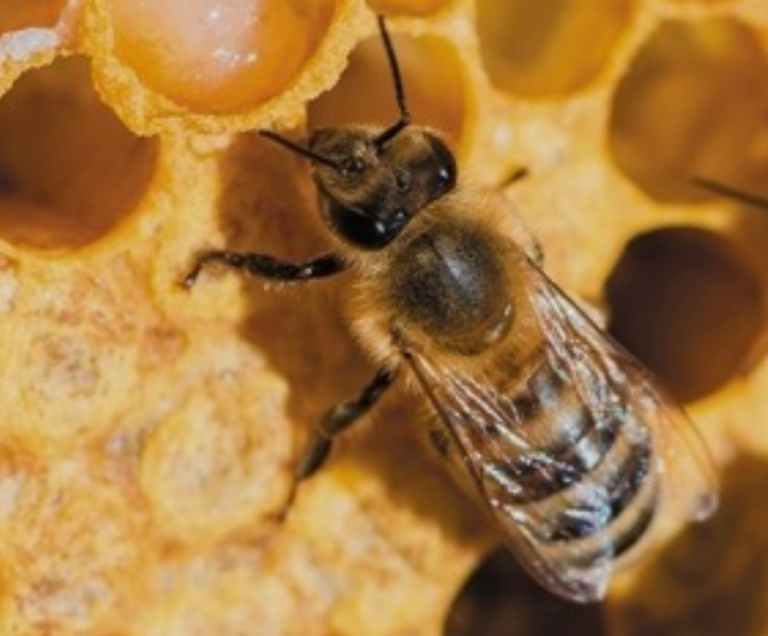 꿀벌에 쏘였을떄